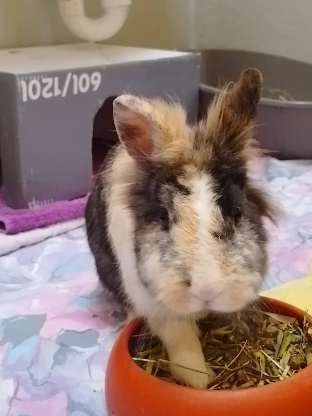 Berta (reserviert), Mixed Breed for adoption at Kreistierheim Weißenhorn, Weißenhorn
