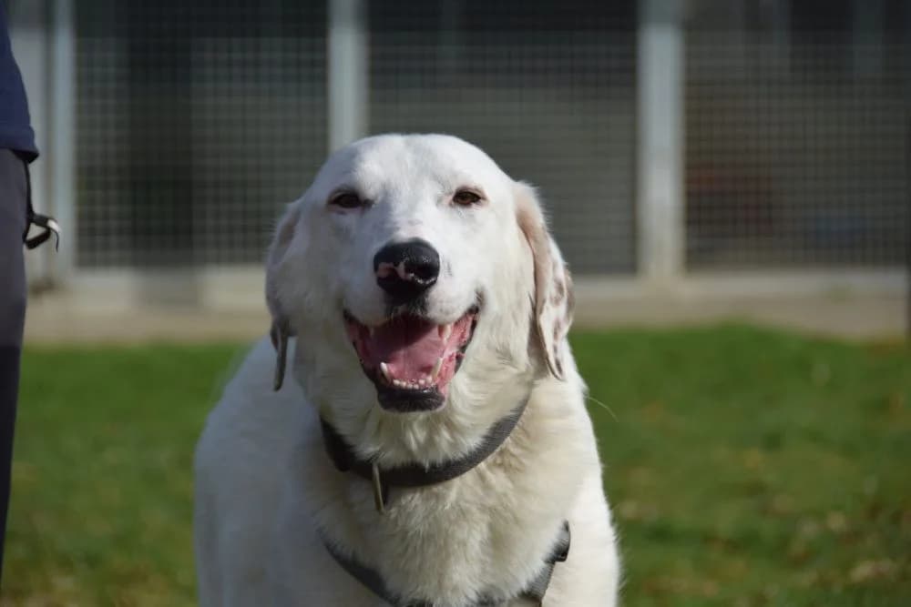 Nudo, Mixed Breed for adoption at Kreistierheim Weißenhorn, Weißenhorn