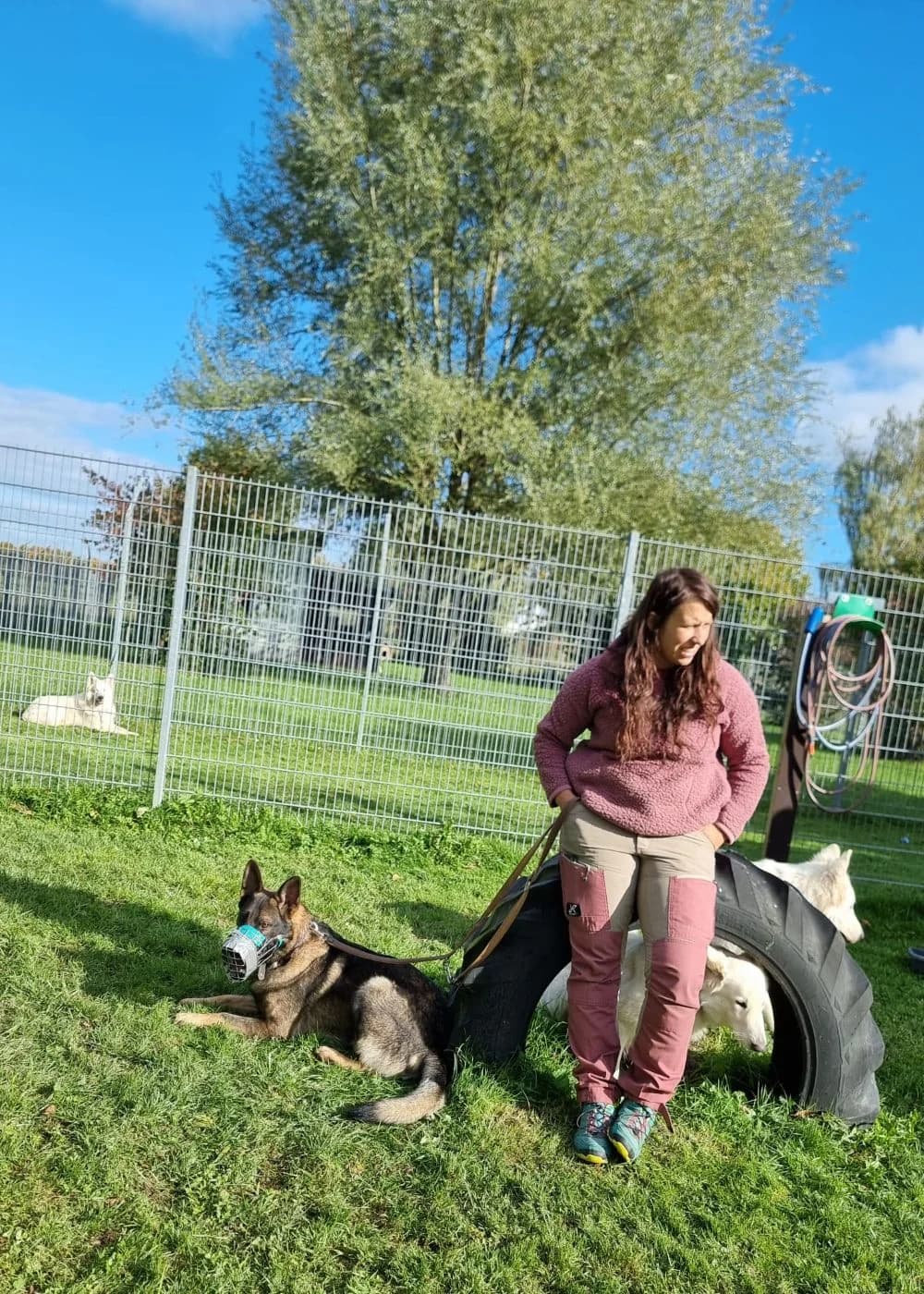 Paten für Thorin gesucht!, Mixed Breed for adoption at Kreistierheim Weißenhorn, Weißenhorn