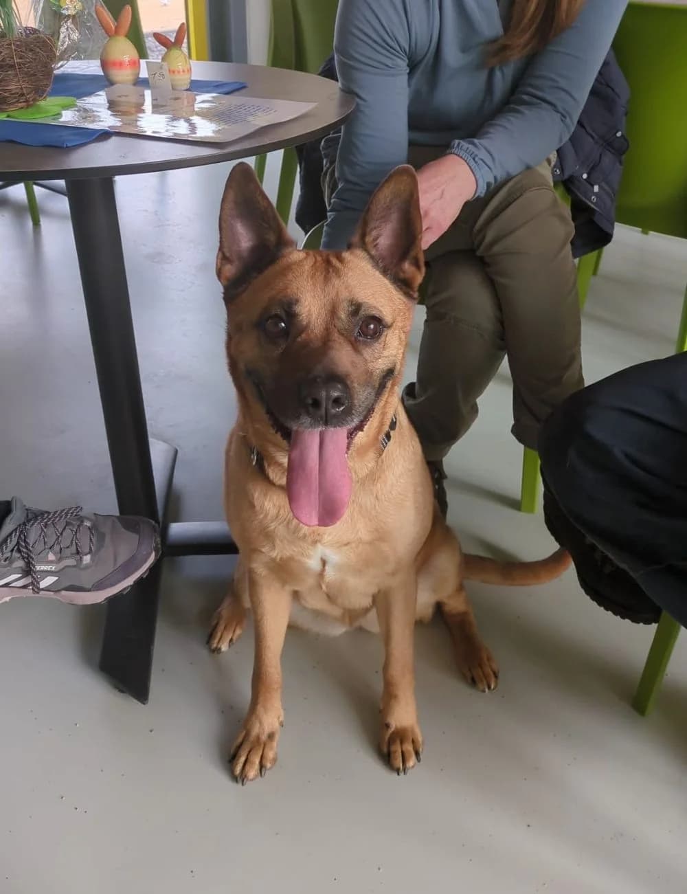 Coco, Mixed Breed for adoption at Kreistierheim Weißenhorn, Weißenhorn