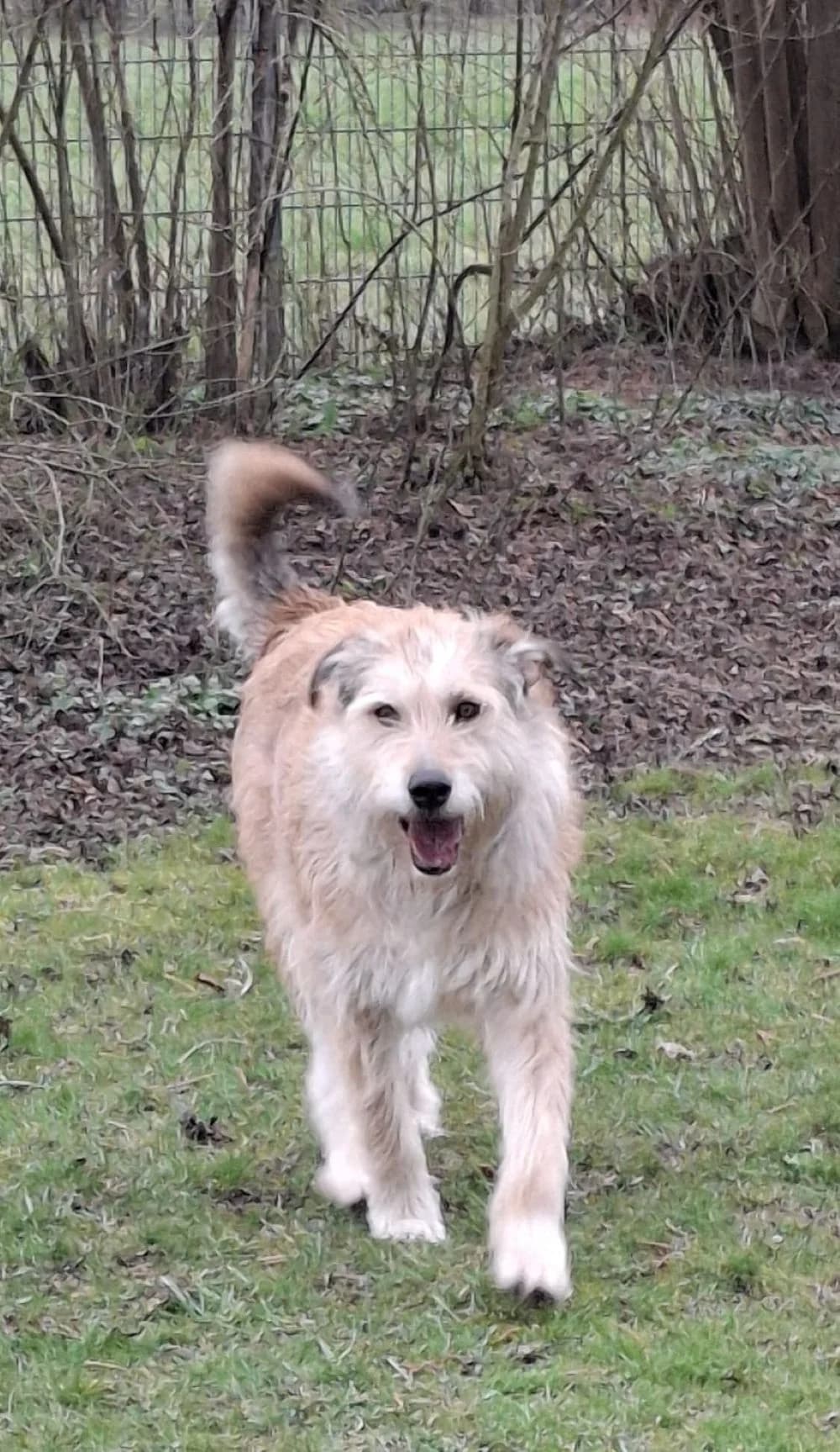 Wanda, Mixed Breed for adoption at Kreistierheim Weißenhorn, Weißenhorn