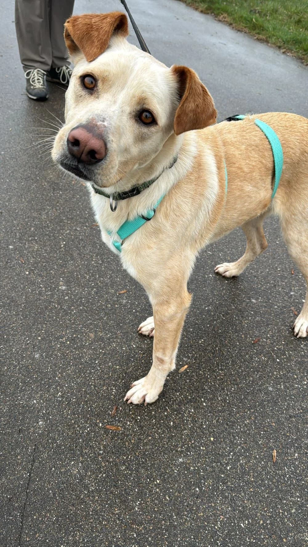 Ricky (reserviert), Mixed Breed for adoption at Kreistierheim Weißenhorn, Weißenhorn