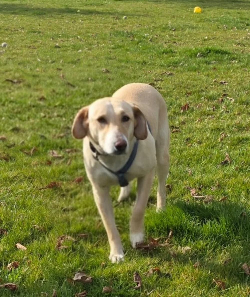Nala, Mixed Breed for adoption at Kreistierheim Weißenhorn, Weißenhorn