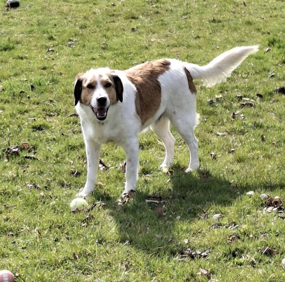 Manni, Mixed Breed for adoption at Kreistierheim Weißenhorn, Weißenhorn