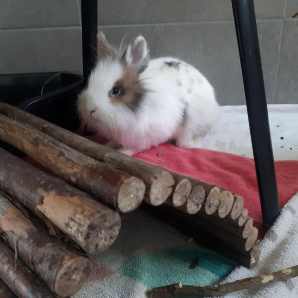 Snowi (reserviert), Mixed Breed for adoption at Kreistierheim Weißenhorn, Weißenhorn