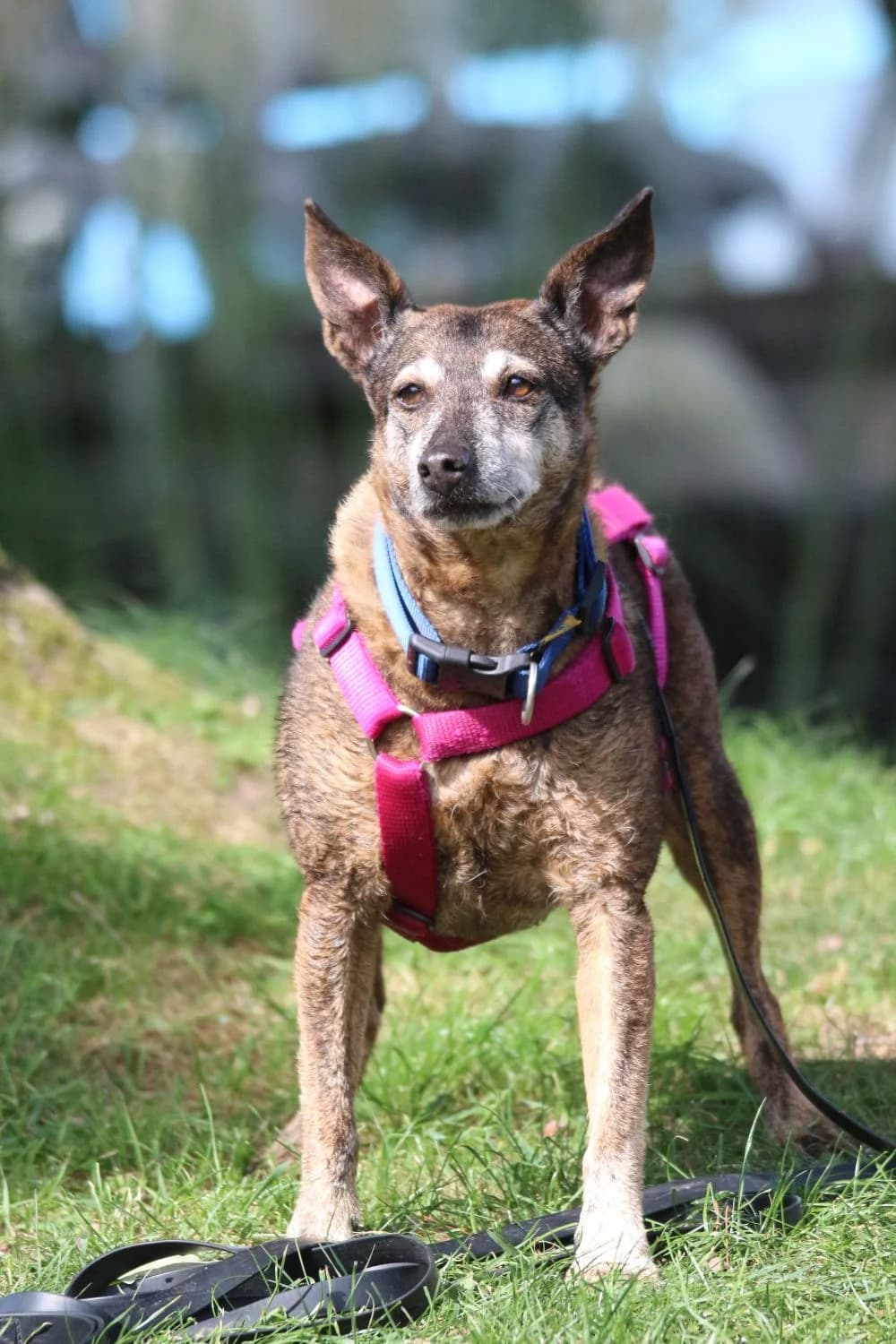 Paula, Mixed Breed for adoption at Kreistierheim Weißenhorn, Weißenhorn