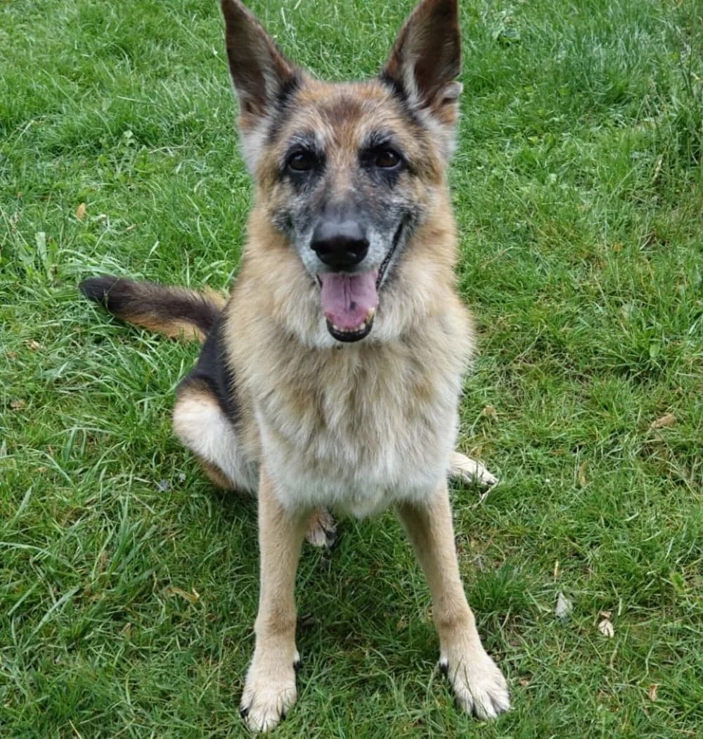 Akeela, Mixed Breed for adoption at Kreistierheim Weißenhorn, Weißenhorn