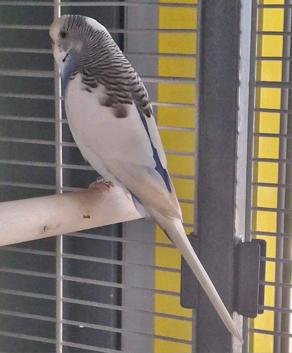 Wellensittich Blue, Mixed Breed for adoption at Kreistierheim Weißenhorn, Weißenhorn