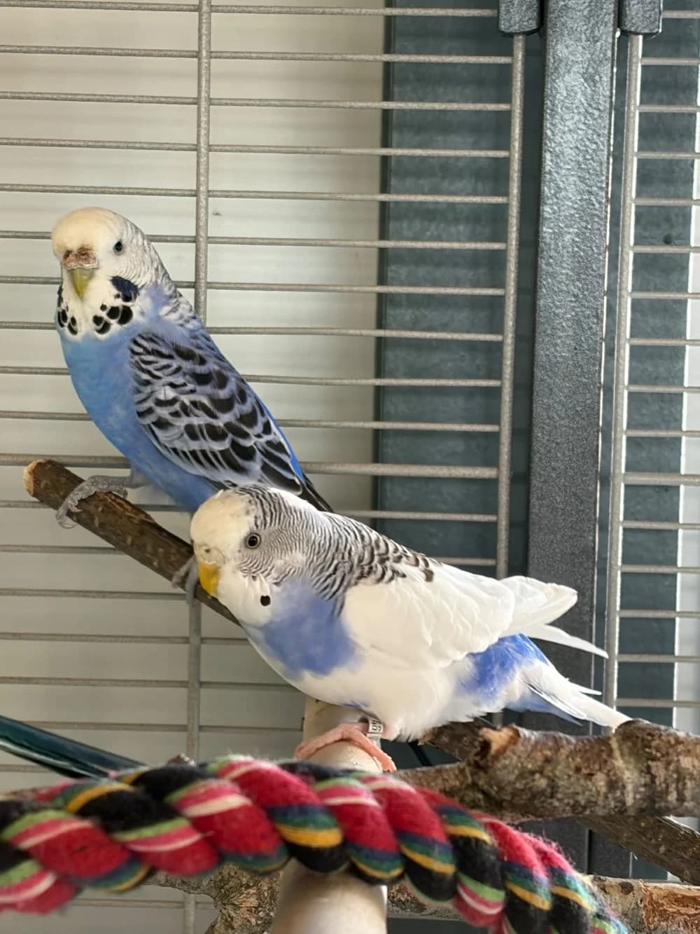 Wellensittiche Blue und Fly, Mixed Breed for adoption at Kreistierheim Weißenhorn, Weißenhorn