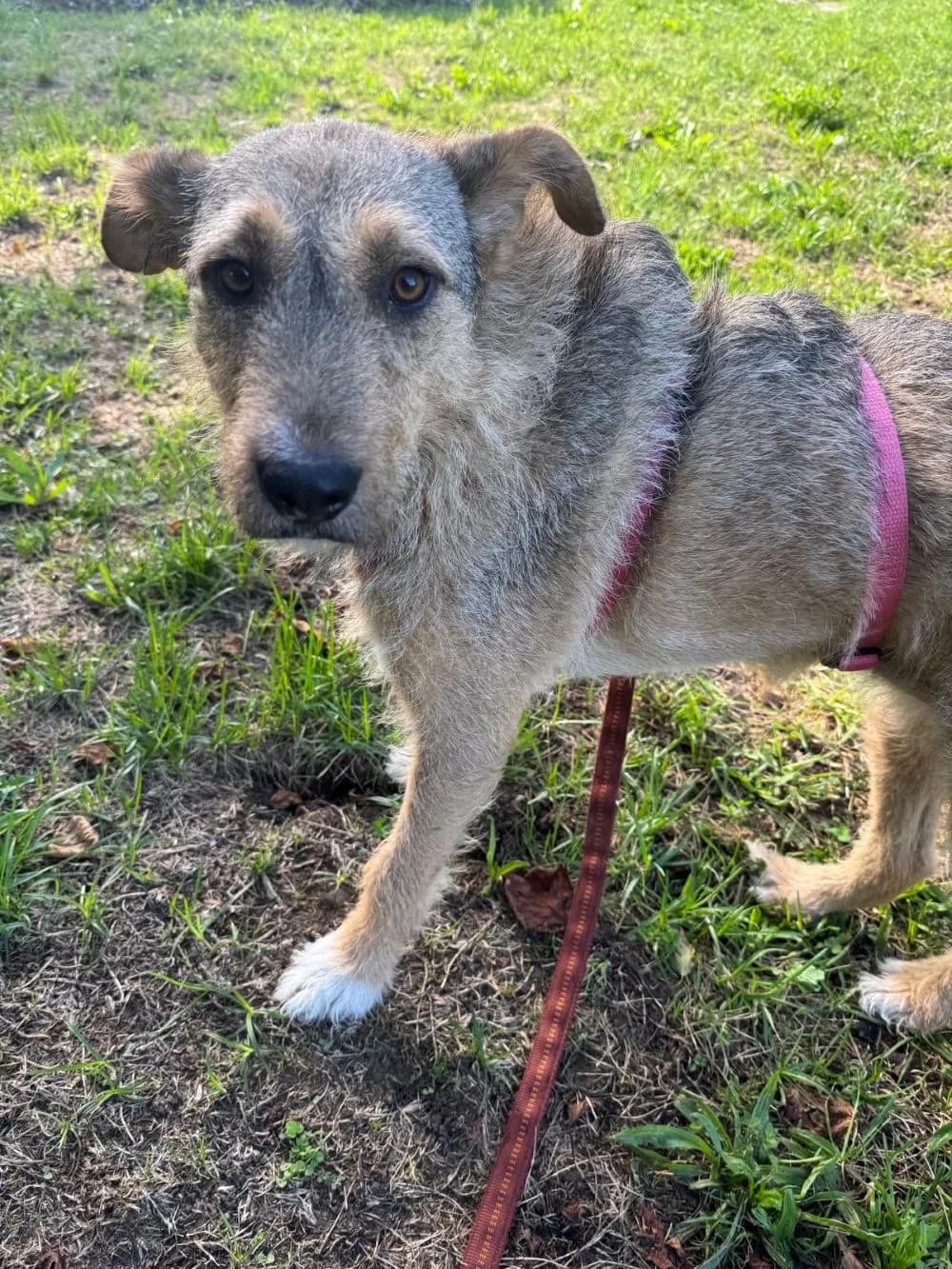 Lara, Mixed Breed for adoption at Kreistierheim Weißenhorn, Weißenhorn