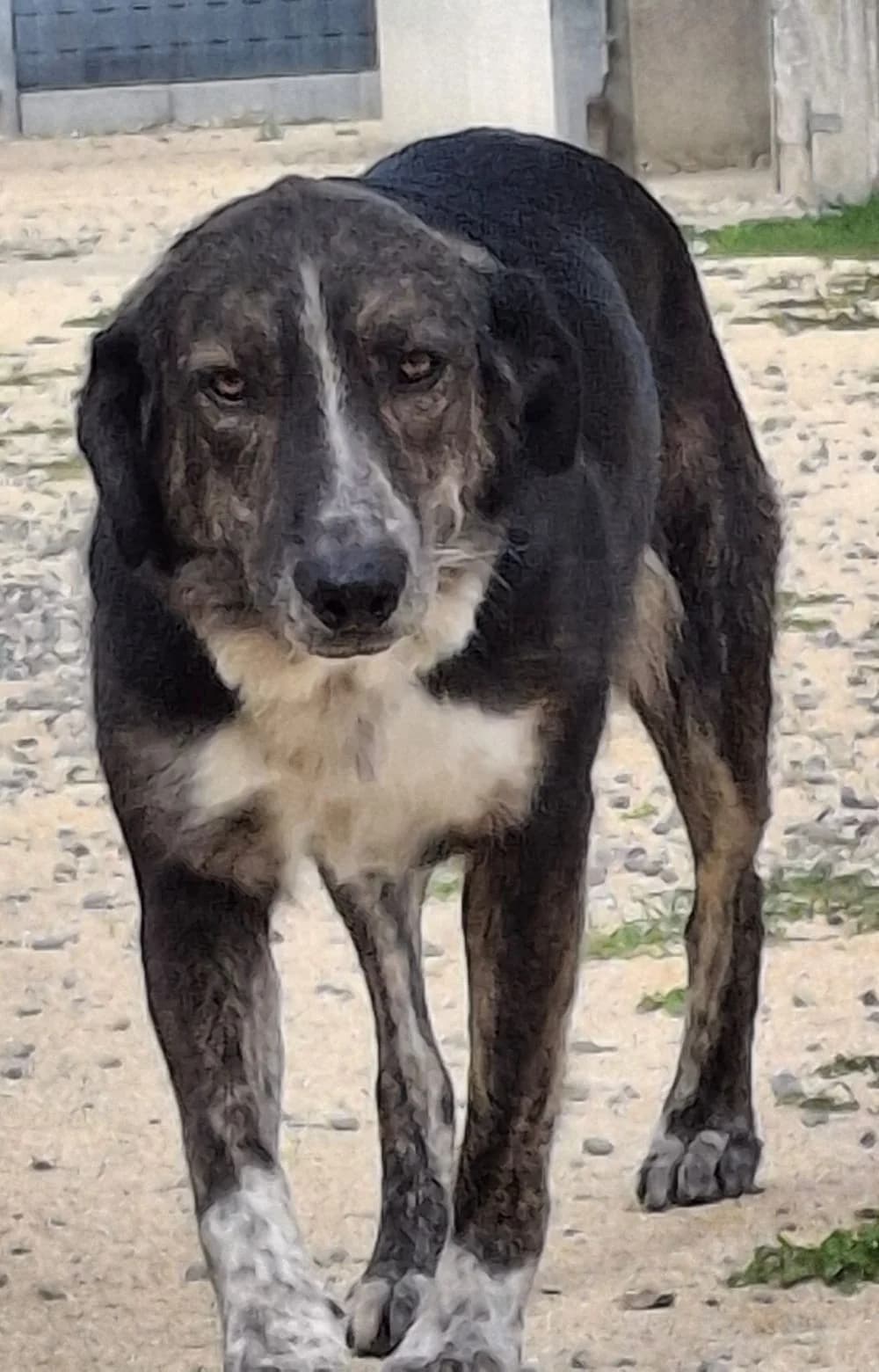 Hermine, Mixed Breed for adoption at Kreistierheim Weißenhorn, Weißenhorn