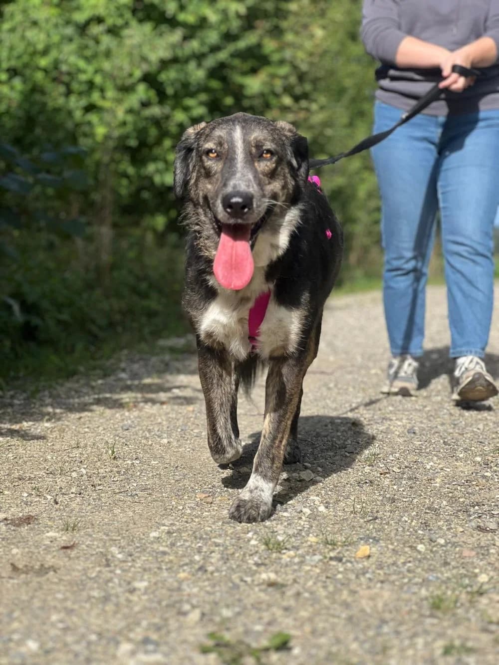 Hermine, Mixed Breed for adoption at Kreistierheim Weißenhorn, Weißenhorn
