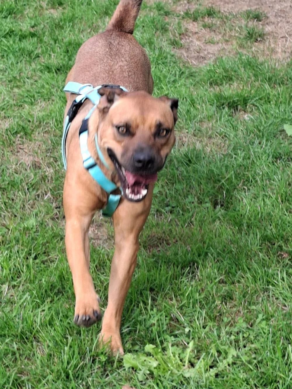 Nico, Mixed Breed for adoption at Kreistierheim Weißenhorn, Weißenhorn