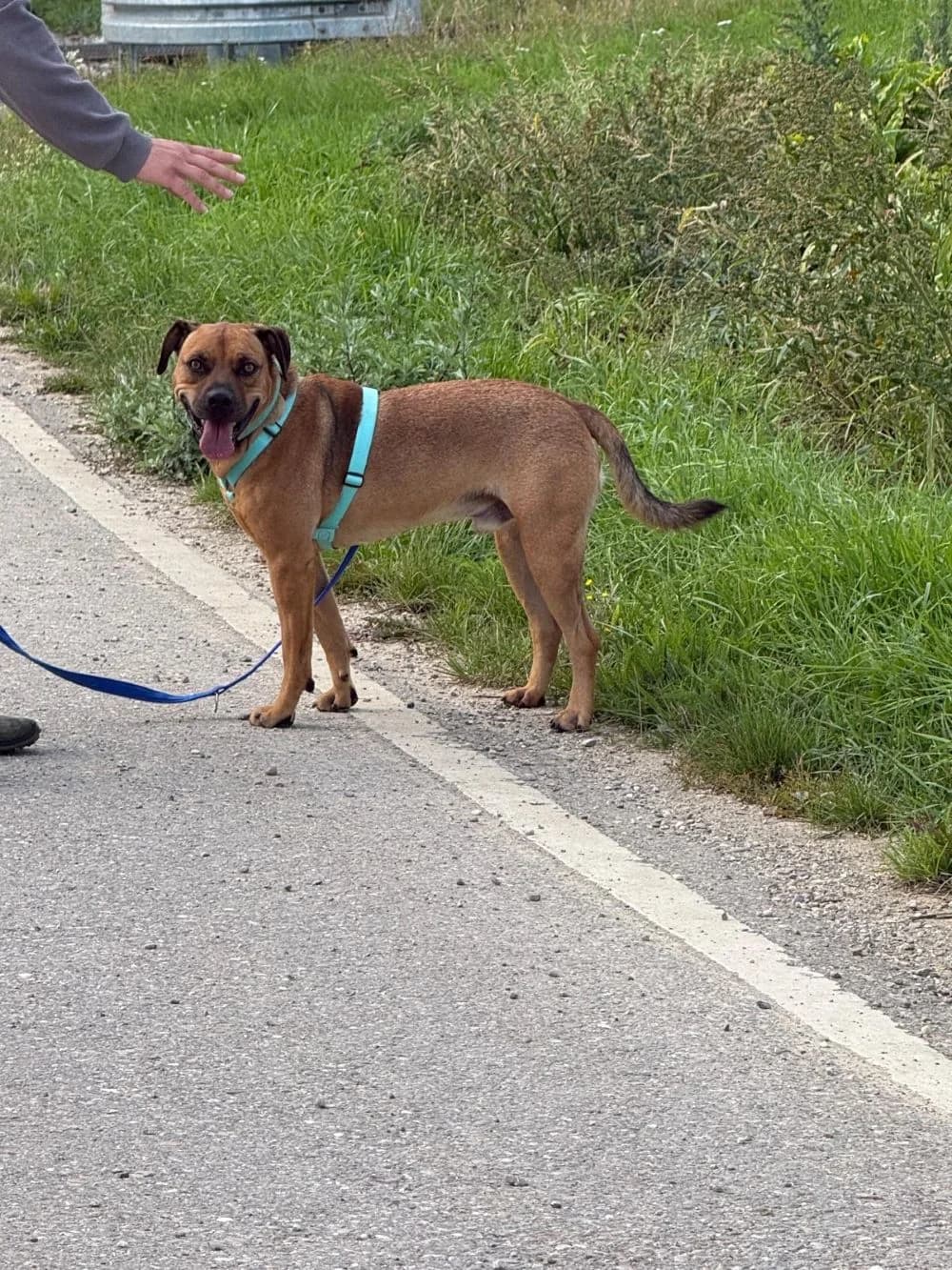Nico, Mixed Breed for adoption at Kreistierheim Weißenhorn, Weißenhorn