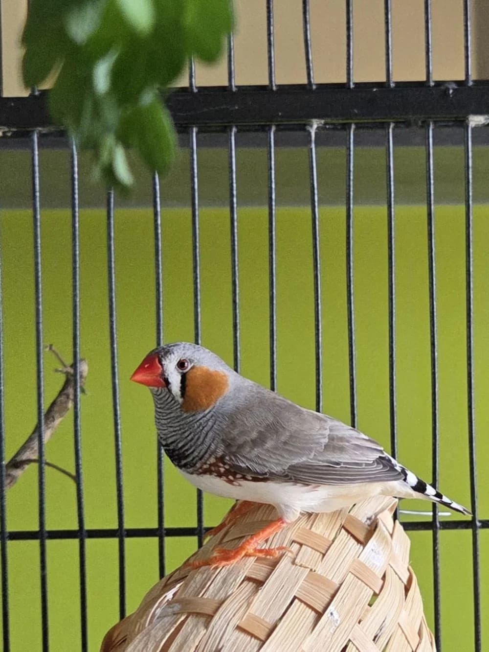 Notfall, Mixed Breed for adoption at Kreistierheim Weißenhorn, Weißenhorn