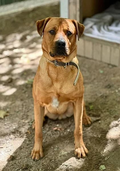 Benjamin Bacon, male Rhodesian Ridgeback for adoption at Tierhelfer Ingelheim e. V.