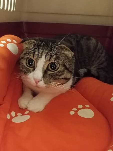 Cashmere, female Scottish Fold for adoption at Tierhelfer Ingelheim e. V.