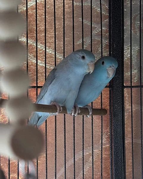 Pina und Colada, female German Shorthaired Pointer for adoption at Tierhelfer Ingelheim e. V.