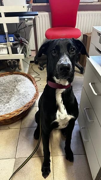 Ruby, female young Mixed Breed for adoption at Tierhelfer Ingelheim e. V.