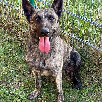 Ace, male 5yo German Shepherd for adoption at Tierhelfer Ingelheim e. V.
