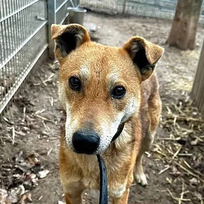 Alves Alfred Kwak ist auf Probe im neuen Zuhause, male young Mixed Breed for adoption at Tierhelfer Ingelheim e. V.