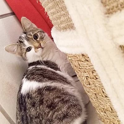 Amara, female puppy European Shorthair for adoption at Tierhelfer Ingelheim e. V.