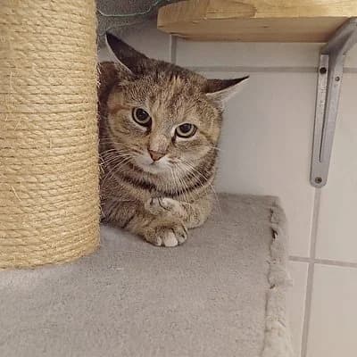 Annelie, female young European Shorthair for adoption at Tierhelfer Ingelheim e. V.