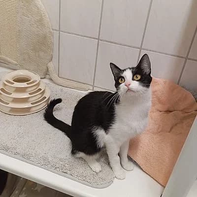 Apolla, female young European Shorthair for adoption at Tierhelfer Ingelheim e. V.