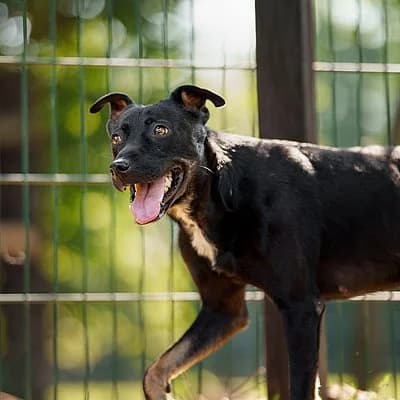 Aspen, female young Mixed Breed for adoption at Tierhelfer Ingelheim e. V.