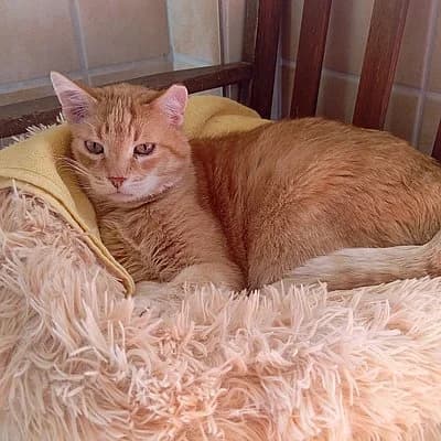 Axel, male European Shorthair for adoption at Tierhelfer Ingelheim e. V.