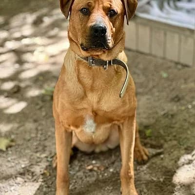 Benjamin Bacon, male 3yo Rhodesian Ridgeback for adoption at Tierhelfer Ingelheim e. V.
