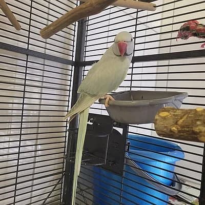 Bianco, male 4yo mixed breed for adoption at Tierhelfer Ingelheim e. V.
