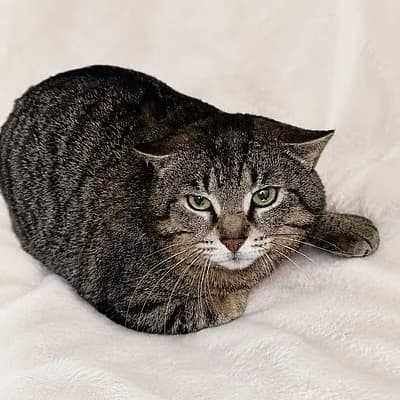 Bosso, male 3yo European Shorthair for adoption at Tierhelfer Ingelheim e. V.
