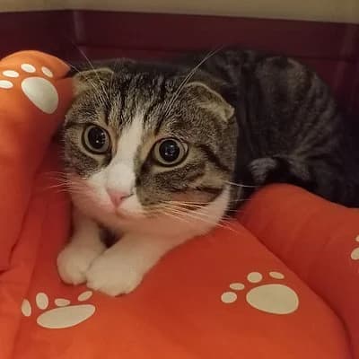 Cashmere, female Scottish Fold for adoption at Tierhelfer Ingelheim e. V.