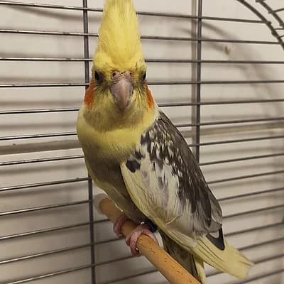 Charly, male mixed breed for adoption at Tierhelfer Ingelheim e. V.