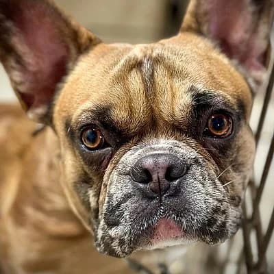 Chio ist auf Probe im neuen Zuhause, male French Bulldog for adoption at Tierhelfer Ingelheim e. V.