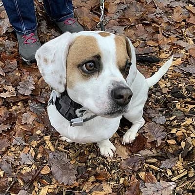 Dobby, male Dachshund for adoption at Tierhelfer Ingelheim e. V.