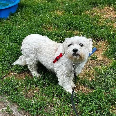 Elfie, female 5yo Havanese for adoption at Tierhelfer Ingelheim e. V.