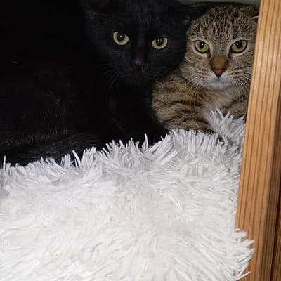 Finni und Selma, female European Shorthair for adoption at Tierhelfer Ingelheim e. V.