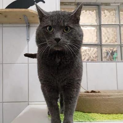 Flint, male British Shorthair for adoption at Tierhelfer Ingelheim e. V.