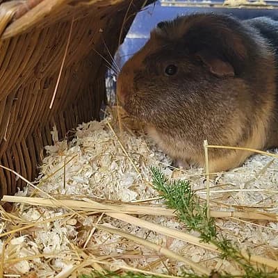 Fox, male mixed breed for adoption at Tierhelfer Ingelheim e. V.