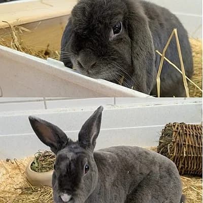 Gonzo und Grey, male mixed breed for adoption at Tierhelfer Ingelheim e. V.