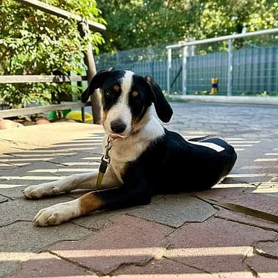 Herr von Bödefeld ist auf Probe im neuen Zuhause, male puppy Mixed Breed for adoption at Tierhelfer Ingelheim e. V.