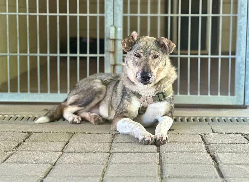 Ingrid ist auf Probe im neuen Zuhause, female senior Mixed Breed for adoption at Tierhelfer Ingelheim e. V.