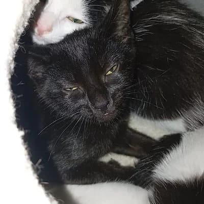 Keanu, male puppy European Shorthair for adoption at Tierhelfer Ingelheim e. V.
