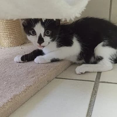 Keno, male puppy European Shorthair for adoption at Tierhelfer Ingelheim e. V.