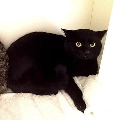 Leonard, male European Shorthair for adoption at Tierhelfer Ingelheim e. V.