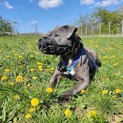 Loki, male senior American Staffordshire Terrier for adoption at Tierhelfer Ingelheim e. V.