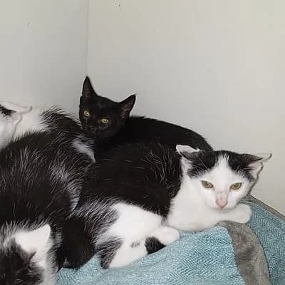Luan, male puppy European Shorthair for adoption at Tierhelfer Ingelheim e. V.