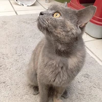Maria, female young British Shorthair for adoption at Tierhelfer Ingelheim e. V.